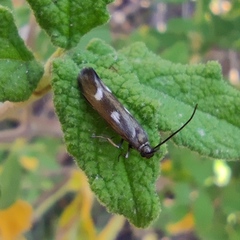 Scythris flabella