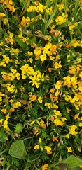 Lotus corniculatus