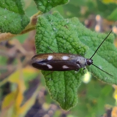 Scythris flabella