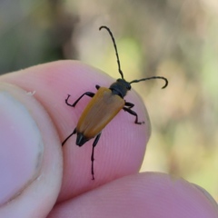 Paracorymbia benjamini