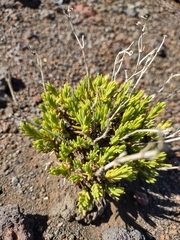 Silene struthioloides
