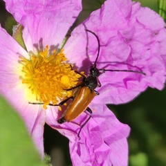 Paracorymbia benjamini