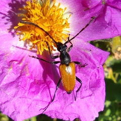 Paracorymbia benjamini
