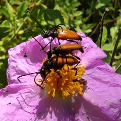 Paracorymbia benjamini