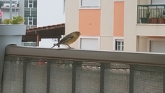 Serinus canaria domesticus