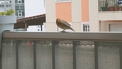 Serinus canaria domesticus