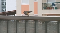 Serinus canaria domesticus