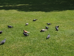 Columba livia domestica