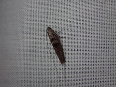 Ceromitia iolampra
