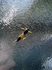 Ichneumon stramentor