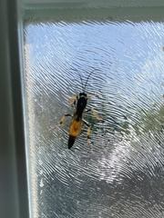 Ichneumon stramentor