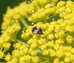 Anthrenus isabellinus