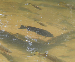 Hephaestus fuliginosus