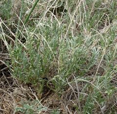 Astragalus tenuifolius