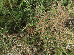 Goniolimon besserianum
