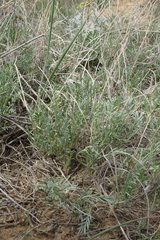 Astragalus tenuifolius