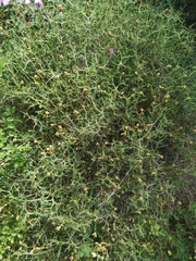 Sarcopoterium
