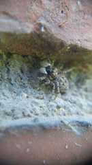 Menemerus semilimbatus