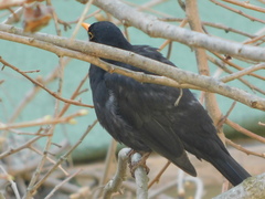 Turdus merula