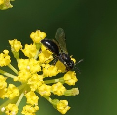 Hylaeus mesillae cressoni
