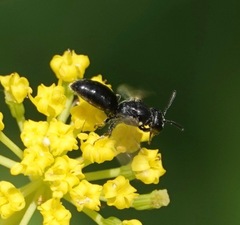 Hylaeus mesillae cressoni
