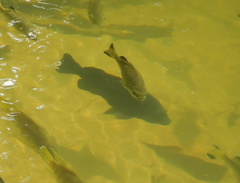 Hephaestus fuliginosus