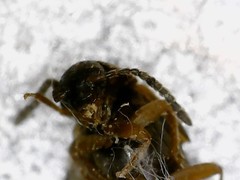 Oxypoda