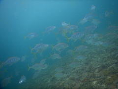 Ferdauia ferdau