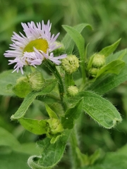 Erigeron annuus