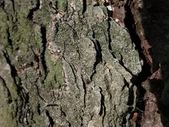 Opegrapha vermicellifera