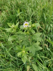 Erigeron annuus