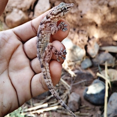 Tarentola boehmei