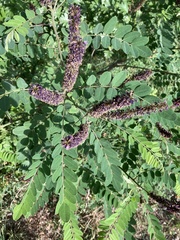 Amorpha fruticosa