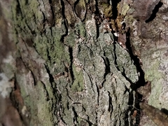 Opegrapha vermicellifera