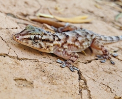Tarentola boehmei