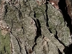 Opegrapha vermicellifera