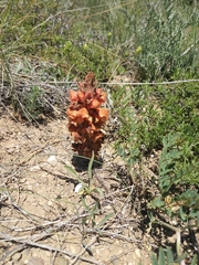 Orobanche anatolica