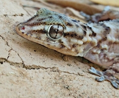Tarentola boehmei