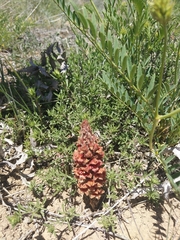 Orobanche anatolica