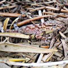 Tarentola boehmei