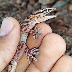 Tarentola boehmei