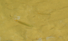 Melanotaenia splendida splendida