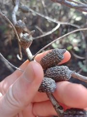 Allocasuarina zephyrea