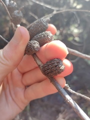 Allocasuarina zephyrea
