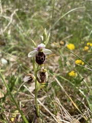 Ophrys fuciflora