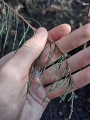 Allocasuarina zephyrea
