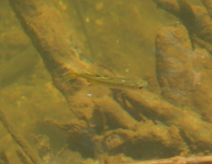 Pseudomugil signifer