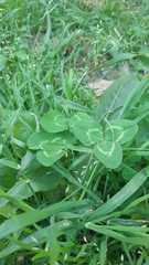 Trifolium