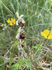 Ophrys fuciflora