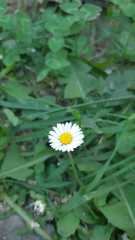 Bellis perennis